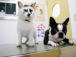 そが動物病院：愛犬りぼんと愛猫みーお